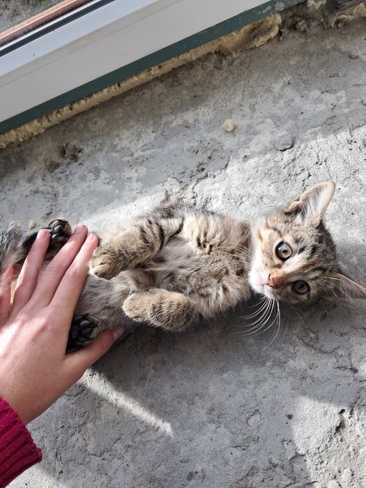 Віддам кошенят...