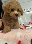 Frispoo pudel Biszpoo Maltipoo