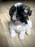 Na sprzedaż 2 suczki shih tzu