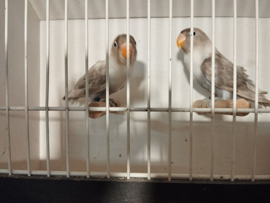 Nierozłączki czerwonoczelne 2025 r