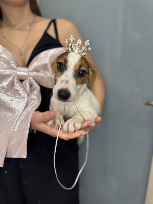 Джек рассел терьер- справжня красуня