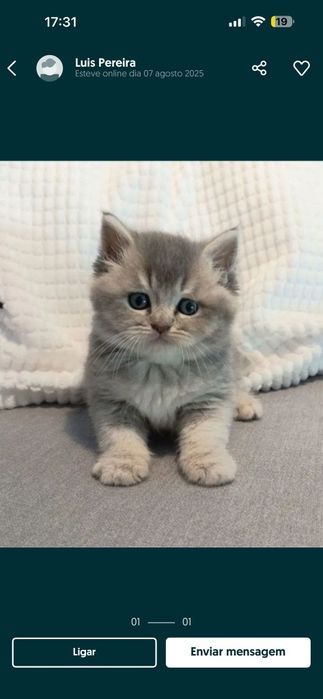Gatinha British Shorthair Golden Blue