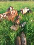Продаються англо-нубійські кози.