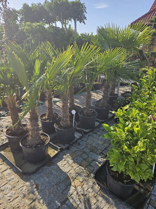 Judaszowiec Kanadyjski Eternal Flame .Palmy. Tuja szmaragd