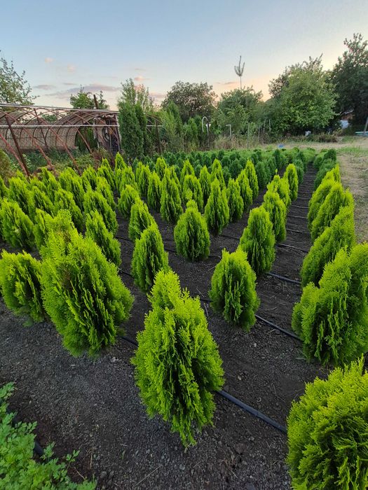 Туя Смарагд, Даніка, Хозері, Міріам, Глобоза, ялівець, барбарис.