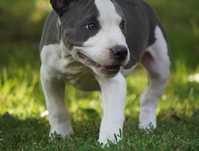 Amstaff__American Staffordshire Terrier