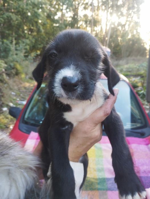 Scubido para adoção muito responsável