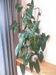 Philodendron billietiae