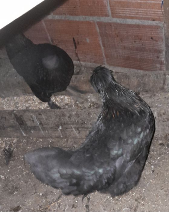 Garnisés fêmeas  sem raça defenida