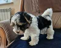 Yorkshire terrier biewer piesek pies York Kiwior samodzielny rasowy