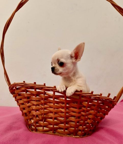 Chihuahua krótkowłosy