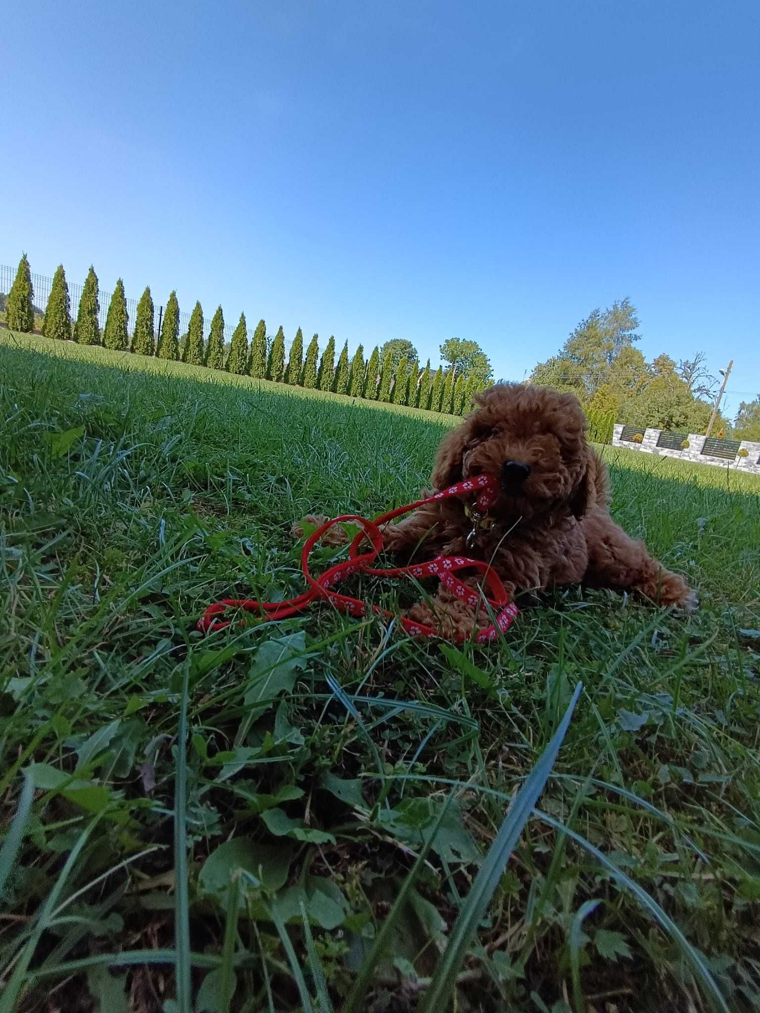 Pudel miniaturowy piękny do odbioru!