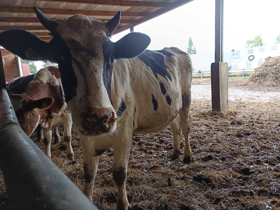 Jałówka wysokocielna