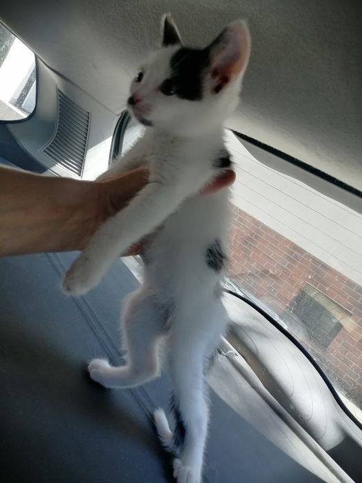 3 mce dziewczynka do adopcji tam gdzie jest już kot