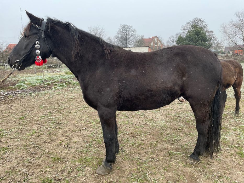 Klacz śląska pełny rodowód