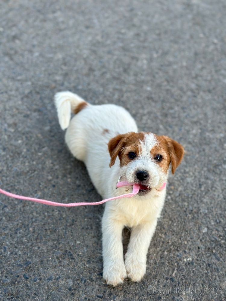 Suczka Jack Russell terrier ZKWP/FCI szorstkowlosa