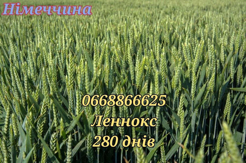 Купить насіння озимої пшениці