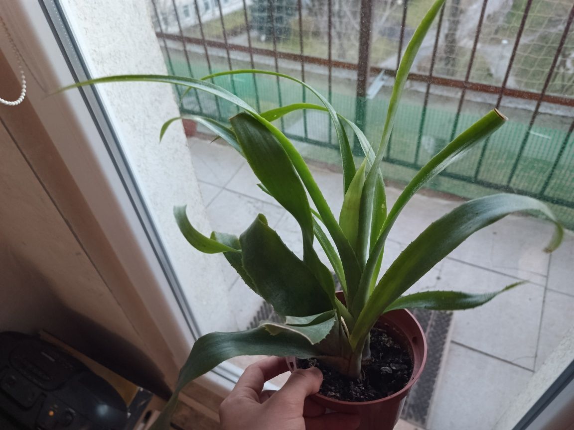 Bromelia pomarańczowy kwiat wytrzymała grubsze ząbkowane liście