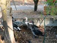 Patos de varias idades