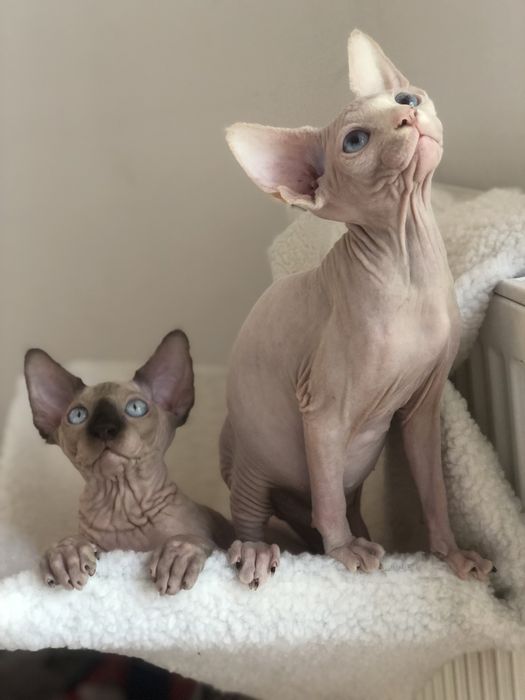 Братики канадики