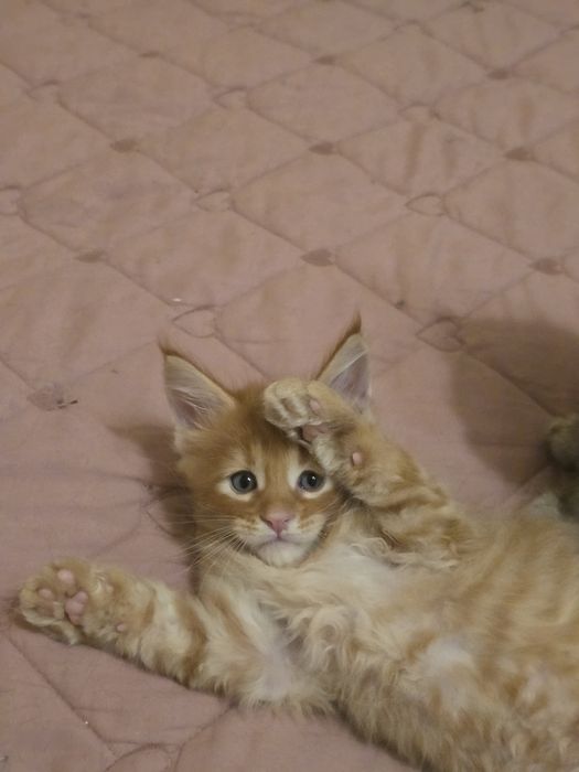 Кошенята Мейн Кун.