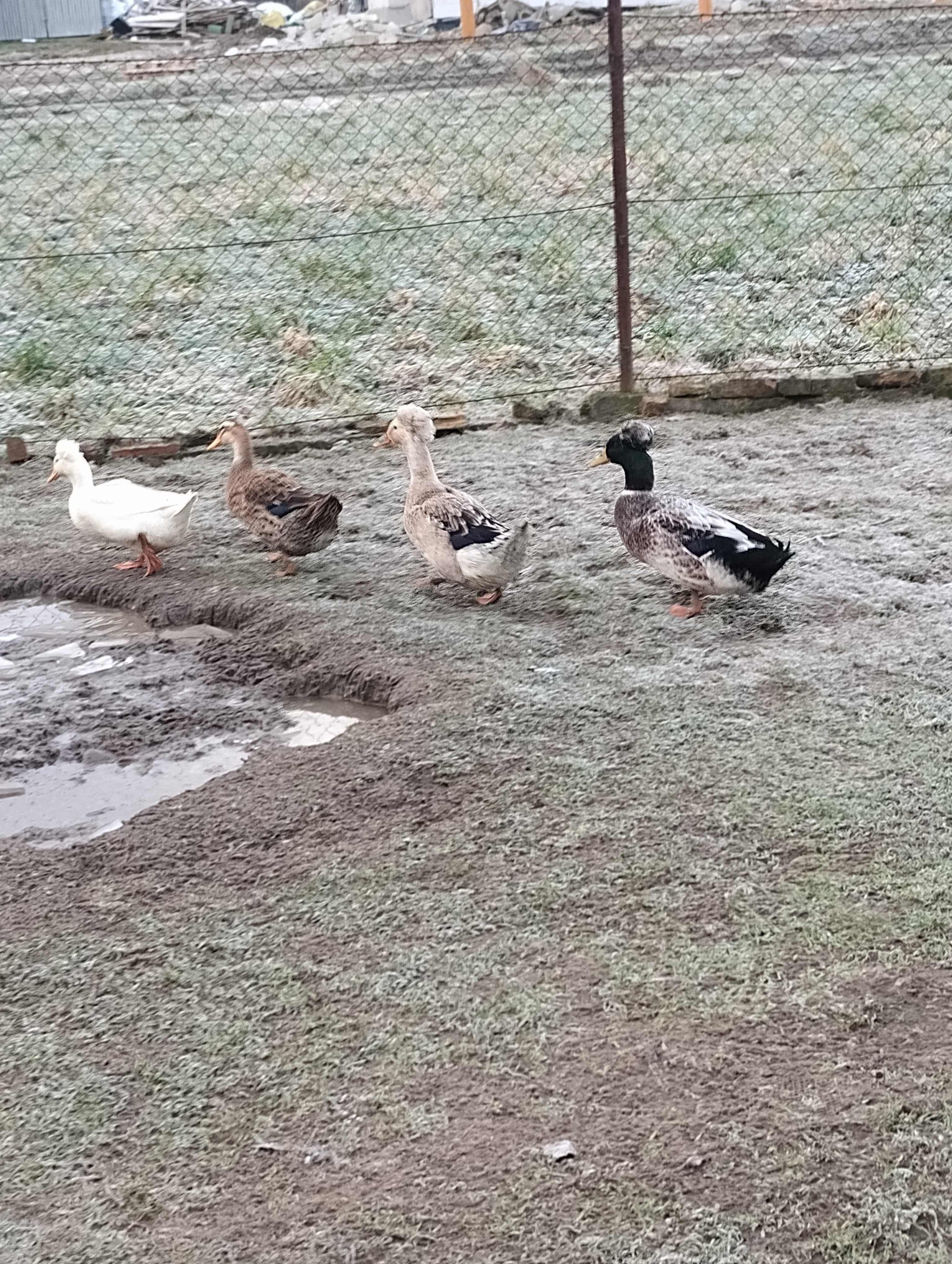 Kaczki Staropolskie jaja lęgowe.