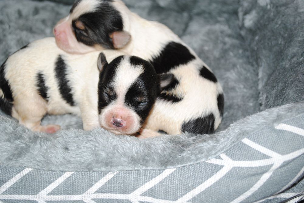 Малята біверята до Нового Року