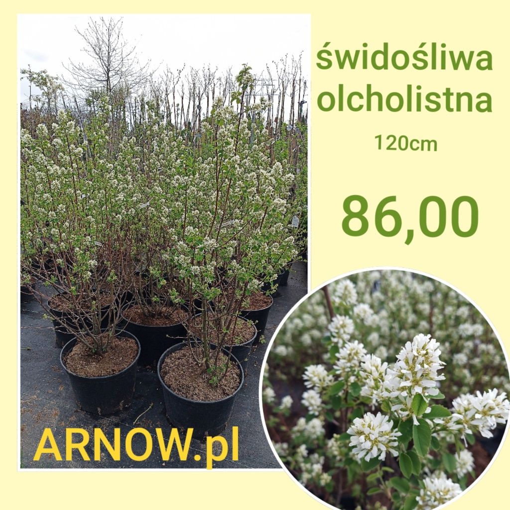 wiąz Camperdownii