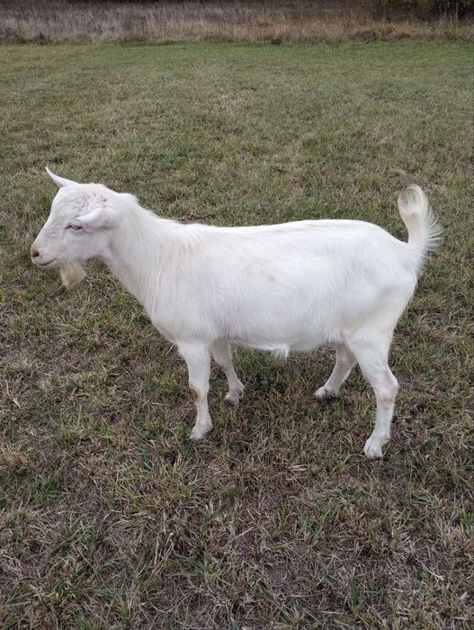 Козел 9 міс і 2 дорослі кози НА М'ЯСО