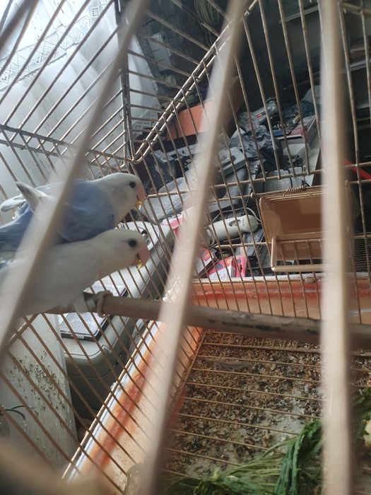 Agapornis Roseicollis casal 2025 com certificado sexagem