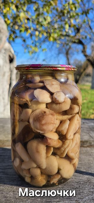 Мариновані гриби