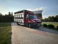 Iveco daily do przewozu bydła,zwierzat, zywca koni z wagą