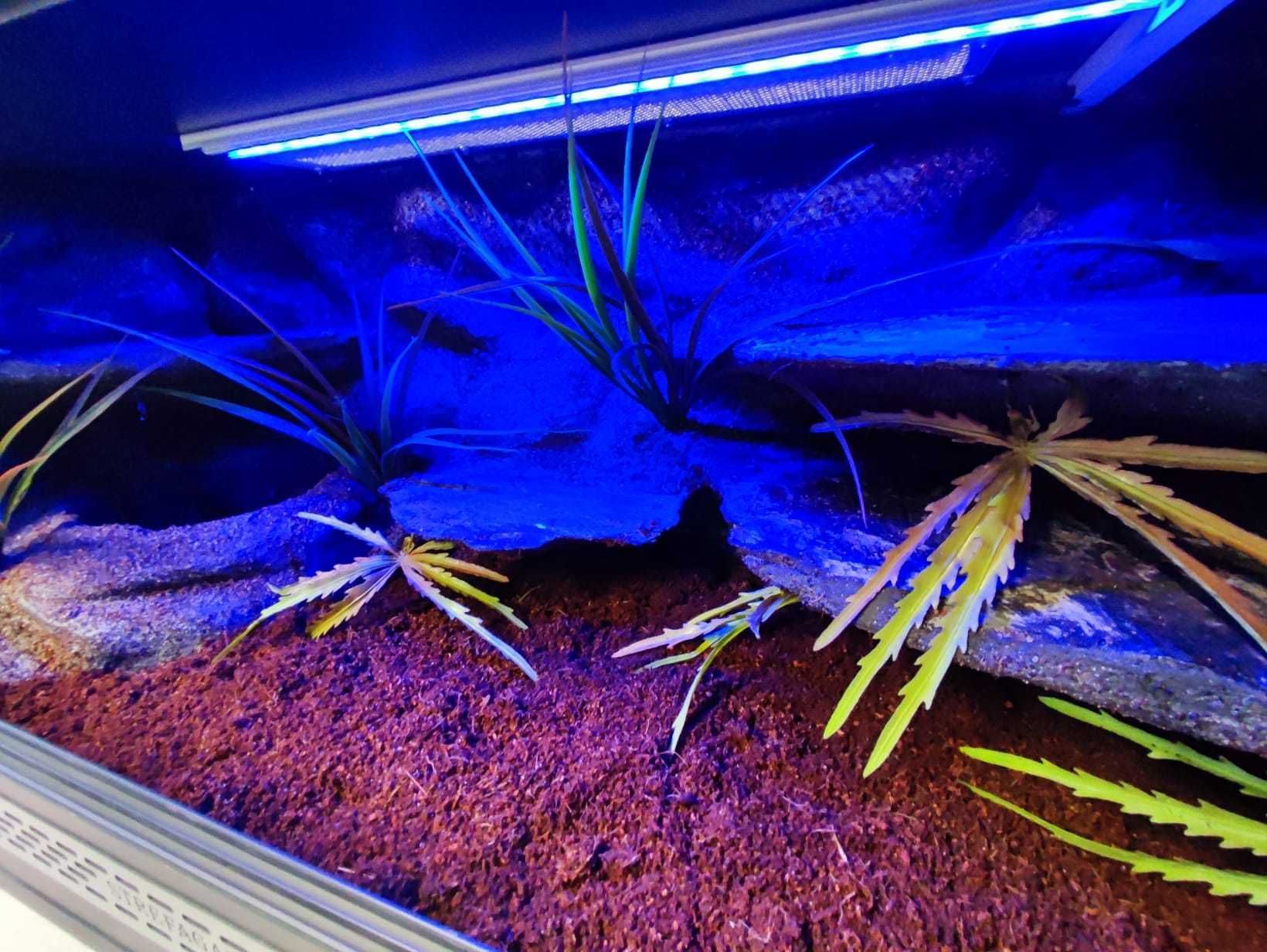 Terrarium nr680 100/40/40 dla węża zbożowego boa pytona NA ZAMÓWIENIE
