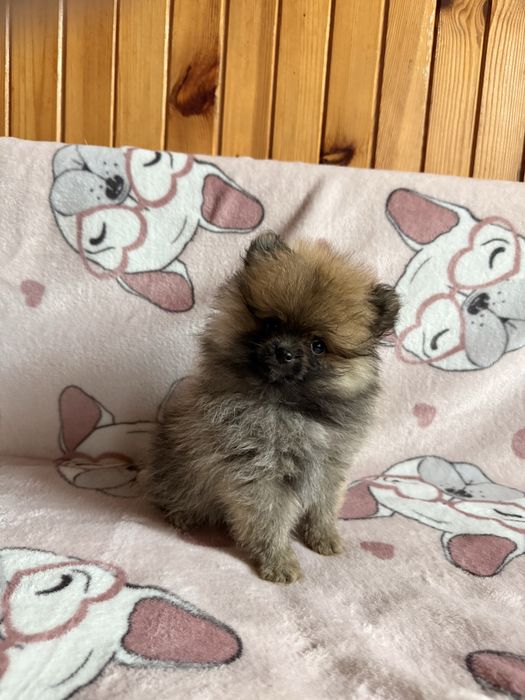 Szpic miniaturowy pomeranian