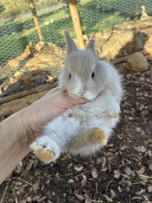Coelhos anões Angorá nascidos a 7 Nov
