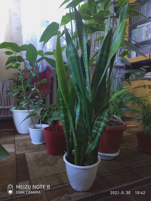 Сансевиерия комнатное растение