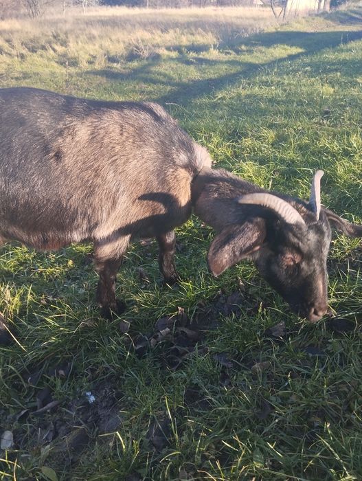 Sprzedam roczną kozę