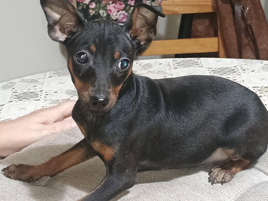 Sprzedam pieska pinczer miniaturowy