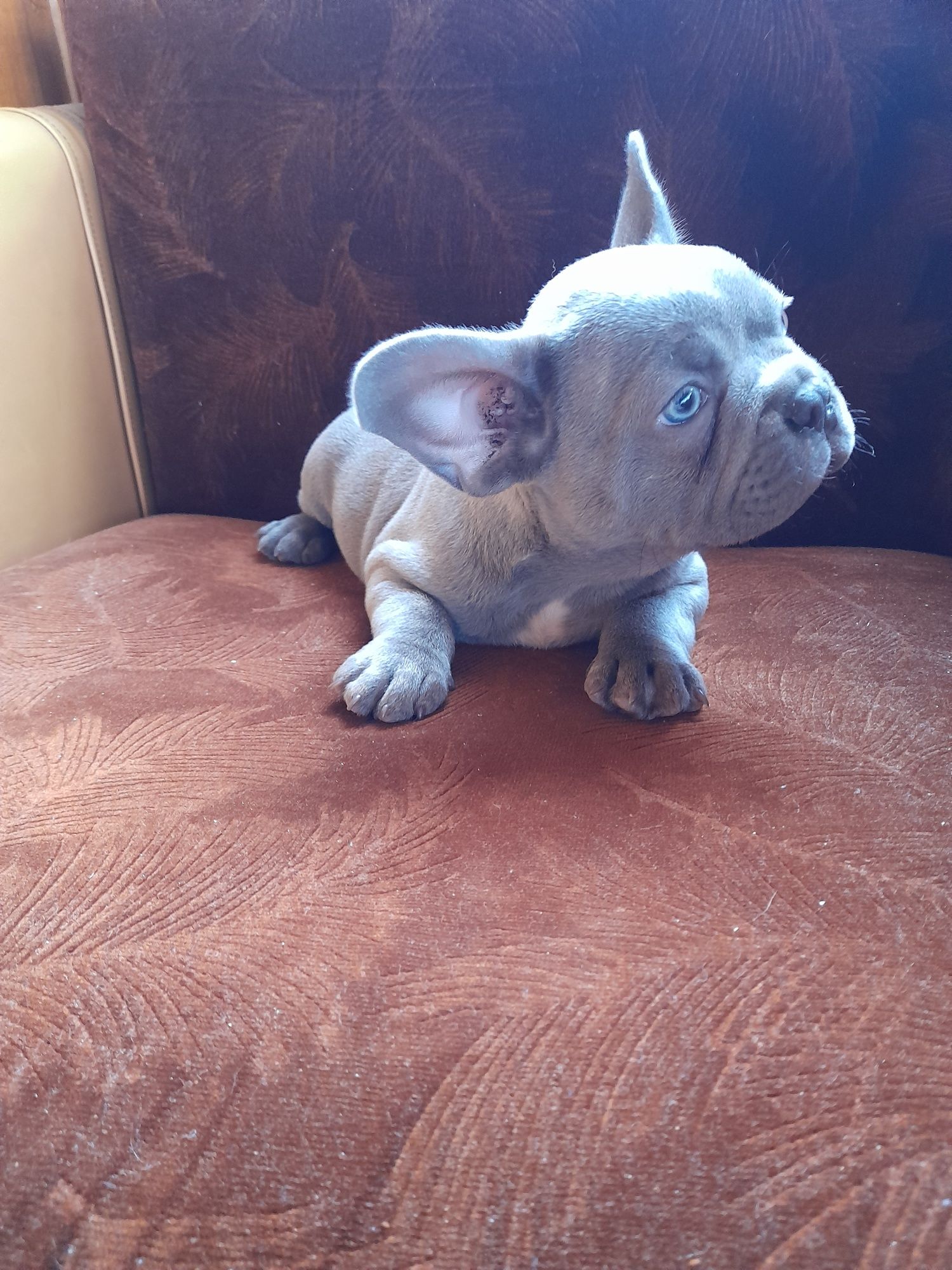 Buldog francuski piesek