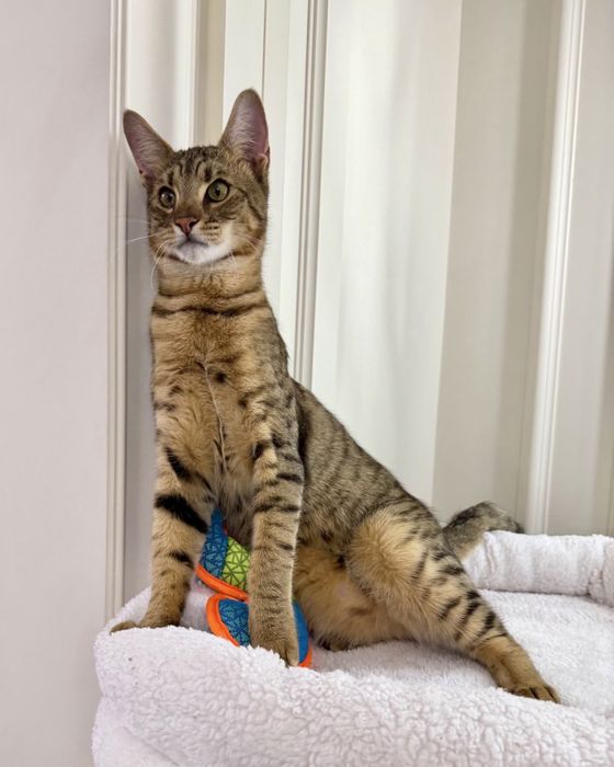 Саванна ф мальчик 6 месяцев