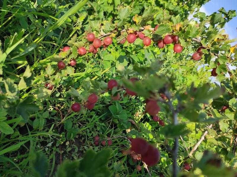 Продам саженцы крыжовника, морозы выдержал