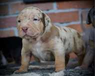 American Bully XL ABKC tri choco merle