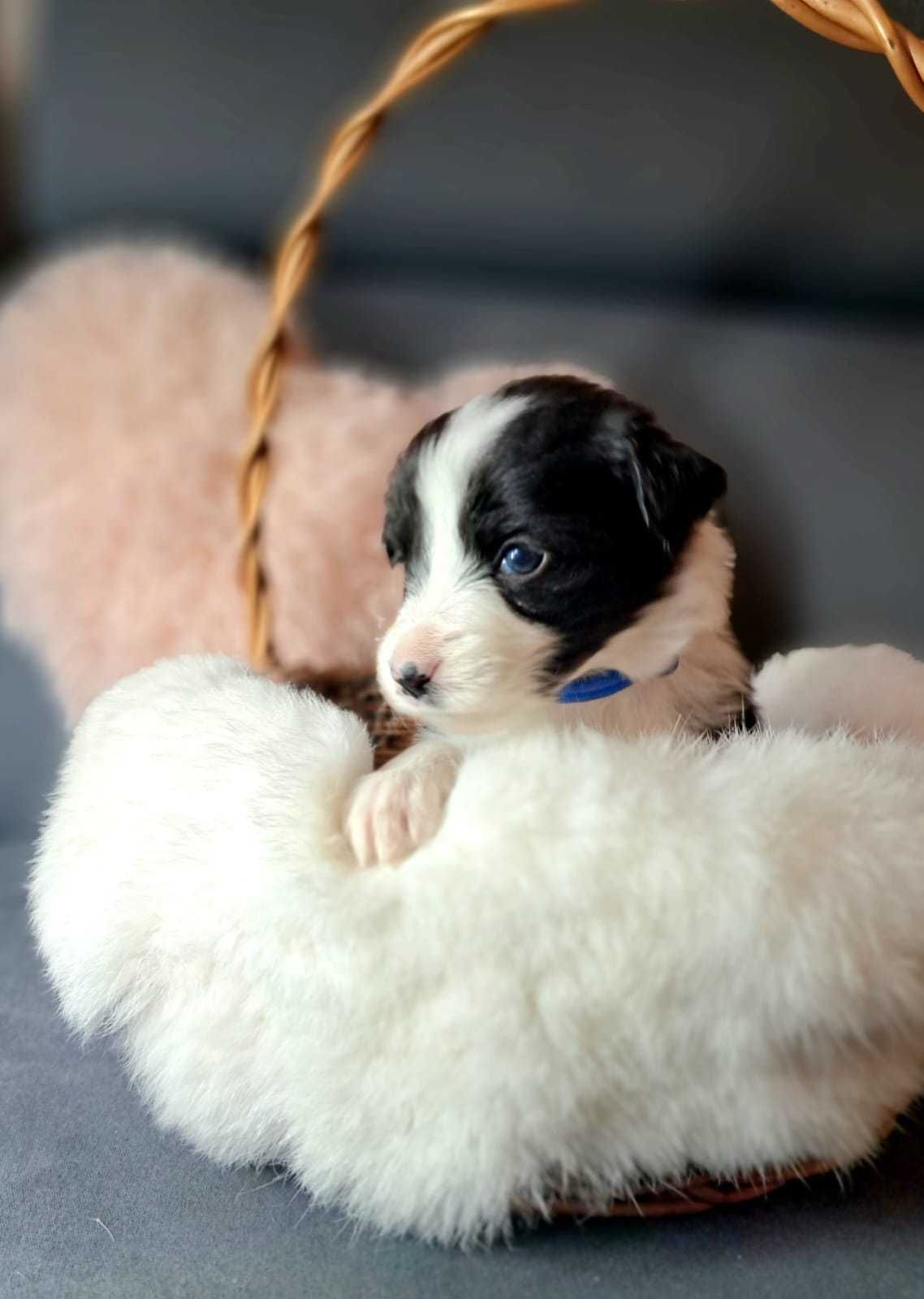 Kruszynka Border Collie