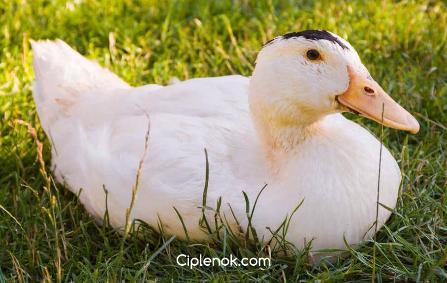 Инкубационное яйцо утка Мулард