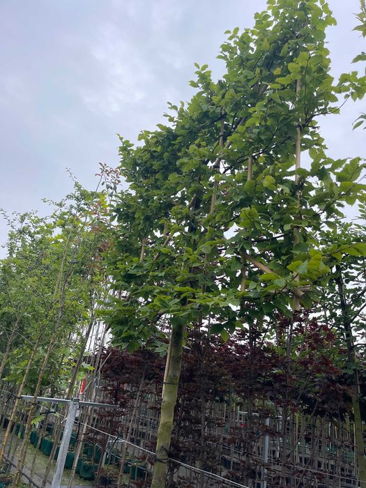 Palmet-Ekran Laurowiśnia-Grab-Ambrowiec-Grusza Cena 1550 zł