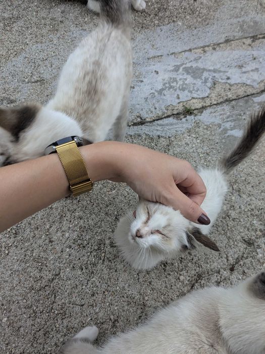 Gatinhos 5 meses muito mimalhos