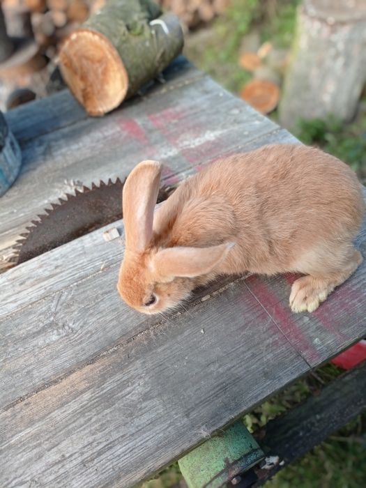 Królik burgundy,mieszance samica i samce ,dorosłe i młodzież