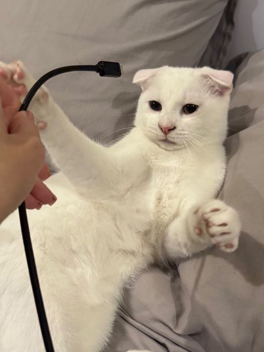 Вислоухий котенок