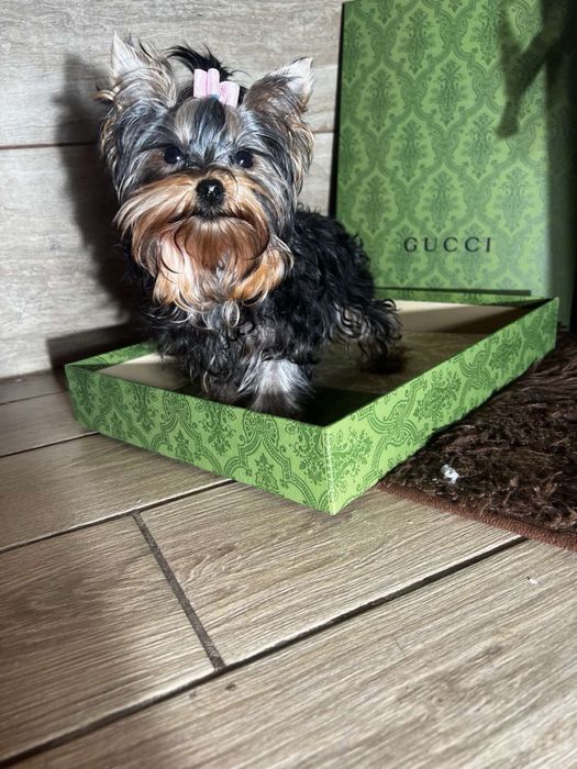 Девочка супер мини размера КСУ FCI