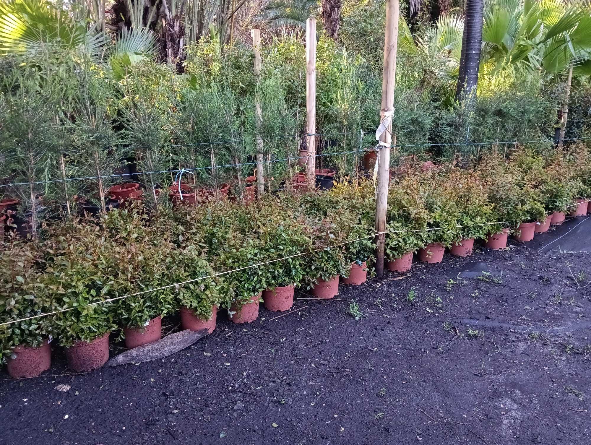 Eugenias plantas sebe, muro verde